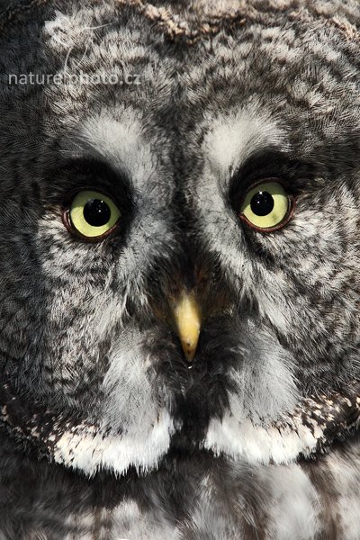 Puštík bradatý (Strix nebulosa), Puštík bradatý (Strix nebulosa), Great Gray Owl, Autor: Ondřej Prosický | NaturePhoto.cz, Model: Canon EOS 5D Mark II, Objektiv: Canon EF 500mm f/4 L IS USM, stativ Gitzo, Clona: 7.1, Doba expozice: 1/250 s, ISO: 500, Kompenzace expozice: -1 1/3, Blesk: Ano, Vytvořeno: 12. září 2009 14:54:45, ZOO Praha - Troja (Česko) 