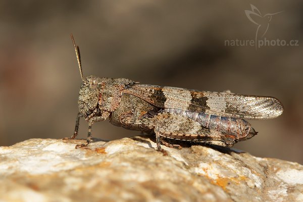 Saranče modrokřídlá (Oedipoda caerulescens), Saranče modrokřídlá (Oedipoda caerulescens), Blue-winged Grasshopper, Autor: Ondřej Prosický | NaturePhoto.cz, Model: Canon EOS-1D Mark III, Objektiv: Canon EF 100mm f/2.8 Macro USM, Ohnisková vzdálenost (EQ35mm): 130 mm, stativ Gitzo, Clona: 14, Doba expozice: 1/60 s, ISO: 100, Kompenzace expozice: -1/3, Blesk: Ano, Vytvořeno: 30. srpna 2008 15:01:41,PP Kobyla, Český kras (Česko) 