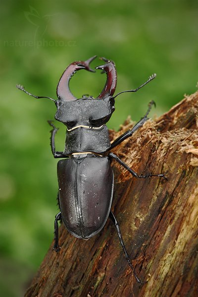 Roháč obecný (Lucanus cervus), Roháč obecný (Lucanus cervus), Stag beetle, Autor: Ondřej Prosický | NaturePhoto.cz, Model: Canon EOS 5D Mark II, Objektiv: Canon EF 100mm f/2.8 Macro USM, stativ Gitzo, Clona: 7.1, Doba expozice: 1/125 s, ISO: 500, Kompenzace expozice: 0, Blesk: Ano, Vytvořeno: 18. července 2009 11:15:27, Malé Kyšice (Česko) 