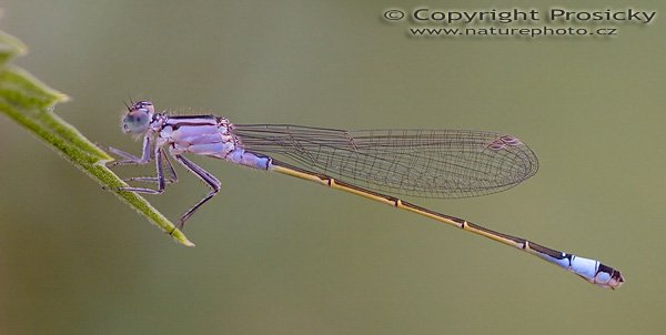 Šidélko větší (Ischnura elegans), Šidélko větší (Ischnura elegans), Blue-tailed Damselfly, Autor: Ondřej Prosický, Model aparátu: Canon EOS 20D, Objektiv: Canon EF 100mm f/2.8 Macro USM, Ohnisková vzdálenost: 100.00 mm, fotografováno z ruky, Clona: 3.50, Doba expozice: 1/200 s, ISO: 400, Vyvážení expozice: -1.33, Blesk: Ne, Vytvořeno: 2. července 2005 13:33:45, Novomlýnské nádrže (Česko)) 
