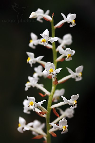 Ludisia discolor, Ludisia discolor, dříve Haemaria discolor, Autor: Ondřej Prosický | NaturePhoto.cz, Model: Canon EOS 5D Mark II, Objektiv: Canon EF 100mm f/2.8 Macro USM, fotografováno z ruky, Clona: 4.0, Doba expozice: 1/400 s, ISO: 400, Kompenzace expozice: -2/3, Blesk: Ne, Vytvořeno: 28. února 2009 6:45:18, botanický skleník Fatamorgana, Praha - Troja (Česko)