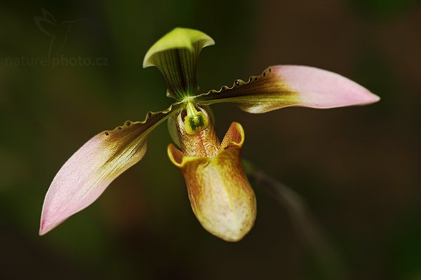 Paphiopedilum hainanensis, Paphiopedilum hainanensis, Autor: Ondřej Prosický | NaturePhoto.cz, Model: Canon EOS 5D Mark II, Objektiv: Canon EF 100mm f/2.8 Macro USM, fotografováno z ruky, Clona: 3.5, Doba expozice: 1/80 s, ISO: 500, Kompenzace expozice: -1/3, Blesk: Ano (externí Canon 580EX II na kabelu, -3 EV), Vytvořeno: 28. února 2009 10:18:40, botanický skleník Fatamorgana, Praha - Troja (Česko) 