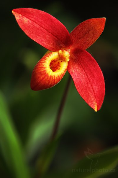 Phragmipedium bessae, Orchidej Phragmipedium bessae Autor: Ondřej Prosický | NaturePhoto.cz, Model: Canon EOS 5D Mark II, Objektiv: Canon EF 100mm f/2.8 Macro USM, fotografováno z ruky, Clona: 4.0, Doba expozice: 1/200 s, ISO: 400, Kompenzace expozice: -2/3, Blesk: Ne (externí Canon 580EX II na kabelu, -3 EV), Vytvořeno: 28. února 2009 10:44:30, botanický skleník Fatamorgana, Praha - Troja (Česko) 