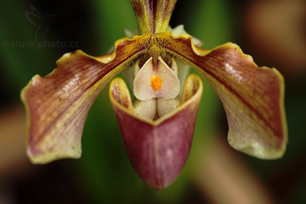 Paphiopedilum sp. (kříženec), Orchidej Paphiopedilum sp. (kříženec) Autor: Ondřej Prosický | NaturePhoto.cz, Model: Canon EOS 5D Mark II, Objektiv: Canon EF 100mm f/2.8 Macro USM, fotografováno z ruky, Clona: 3.2, Doba expozice: 1/125 s, ISO: 250, Kompenzace expozice: -1/3, Blesk: Ano (externí Canon 580EX II na kabelu, -3 EV), Vytvořeno: 28. února 2009 9:28:22, botanický skleník Fatamorgana, Praha - Troja (Česko) 