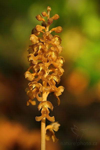 Hlístník hnízdák (Neottia nidus-avis), Hlístník hnízdák (Neottia nidus-avis), The Bird&#039;s-nest Orchid, Autor: Ondřej Prosický | NaturePhoto.cz, Model: Canon EOS 5D Mark II, Objektiv: Canon EF 100mm f/2.8 Macro USM, fotografováno z ruky, Clona: 4.5, Doba expozice: 1/8 s, ISO: 100, Kompenzace expozice: -2/3, Blesk: Ne, Vytvořeno: 19. května 2009 19:13:13, v lese (Slovensko)