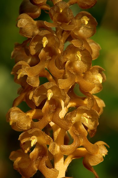 Hlístník hnízdák (Neottia nidus-avis), Hlístník hnízdák (Neottia nidus-avis), The Bird&#039;s-nest Orchid, Autor: Ondřej Prosický | NaturePhoto.cz, Model: Canon EOS 5D Mark II, Objektiv: Canon EF 100mm f/2.8 Macro USM, fotografováno z ruky, Clona: 16, Doba expozice: 2.5 s, ISO: 100, Kompenzace expozice: -2/3, Blesk: Ne, Vytvořeno: 19. května 2009 19:17:33, České Středohoří (Česko)