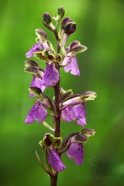 Vstavač Spitzelův (Orchis spitzelii), Vstavač Spitzelův (Orchis spitzelii), Spitzel´s Orchid, Autor: Ondřej Prosický | NaturePhoto.cz, Model: Canon EOS 5D Mark II, Objektiv: Canon EF 100mm f/2.8 Macro USM, stativ Gitzo 3540LS + RRS BH55, Clona: 8.0, Doba expozice: 1.0 s, ISO: 500, Kompenzace expozice: 0, Blesk: Ne, Vytvořeno: 23. května 2009 8:45:19, v lese (Slovensko)
