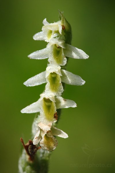 Švihlík krutiklas (Spiranthes spiralis), Švihlík krutiklas (Spiranthes spiralis), Autumn Lady&#039;s-tresses, Autor: Ondřej Prosický | NaturePhoto.cz, Model: Canon EOS 5D Mark II, Objektiv: Canon EF 100mm f/2.8 Macro USM, stativ Gitzo, Clona: 10, Doba expozice: 1/80 s, ISO: 500, Kompenzace expozice: -1/3, Blesk: Ne, Vytvořeno: 30. srpna 2009 11:20:22, Švařec (Česko)