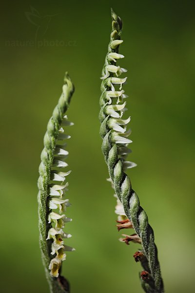 Švihlík krutiklas (Spiranthes spiralis), Švihlík krutiklas (Spiranthes spiralis), Autumn Lady&#039;s-tresses, Autor: Ondřej Prosický | NaturePhoto.cz, Model: Canon EOS 5D Mark II, Objektiv: Canon EF 100mm f/2.8 Macro USM, stativ Gitzo, Clona: 3.5, Doba expozice: 1/800 s, ISO: 200, Kompenzace expozice: -1/3, Blesk: Ne, Vytvořeno: 30. srpna 2009 11:12:00, Svařeš (Česko) 