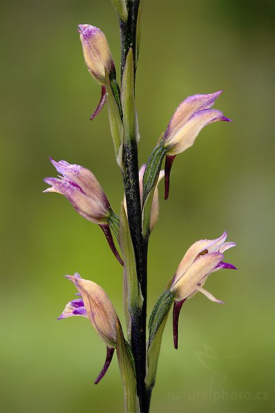Hnědenec zvrhlý (Limodorum abortivum), Hnědenec zvrhlý (Limodorum abortivum) Violet Limodore, Autor: Ondřej Prosický | NaturePhoto.cz, Model: Canon EOS 5D Mark II, Objektiv: Canon EF 100mm f/2.8 Macro USM, stativ Gitzo 3540LS + RRS BH55, Clona: 4.5, Doba expozice: 1/40 s, ISO: 200, Kompenzace expozice: 0, Blesk: Ano, Vytvořeno: 24. května 2009 8:16:22, v lese (Slovensko) 