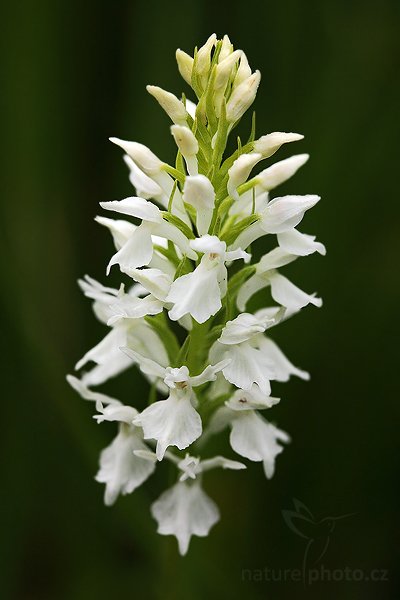 Prstnatec plamatý (Dactylorhiza maculata), Prstnatec plamatý (Dactylorhiza maculata), bílá forma Heath Spotted Orchid, Autor: Ondřej Prosický | NaturePhoto.cz, Model: Canon EOS 5D Mark II, Objektiv: Canon EF 100mm f/2.8 Macro USM, fotografováno z ruky, Clona: 5.6, Doba expozice: 1/250 s, ISO: 500, Kompenzace expozice: -1, Blesk: Ne, Vytvořeno: 27. června 2009 18:06:07, Českolipsko (Česko) 