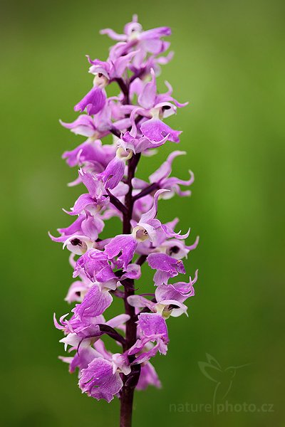 Vstavač mužský (Orchis mascula), Vstavač mužský (Orchis mascula), Early Purple Orchid, Autor: Ondřej Prosický | NaturePhoto.cz, Model: Canon EOS 5D Mark II, Objektiv: Canon EF 100mm f/2.8 Macro USM, stativ Gitzo, Clona: 4.0, Doba expozice: 1/400 s, ISO: 400, Kompenzace expozice: -1/3, Blesk: Ne, Vytvořeno: 23. května 2009 13:38:19, na louce (Slovensko) 