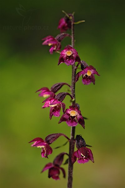 Kruštík tmavočervený (Epipactis atrorubens), Kruštík tmavočervený (Epipactis atrorubens), Dark-red Helleborine, Autor: Ondřej Prosický | NaturePhoto.cz, Model: Canon EOS 5D Mark II, Objektiv: Canon EF 100mm f/2.8 Macro USM, stativ Gitzo, Clona: 5.6, Doba expozice: 1/500 s, ISO: 500, Kompenzace expozice: -1, Blesk: Ano, Vytvořeno: 28. června 2009 12:20:05, v lese (Slovensko) 