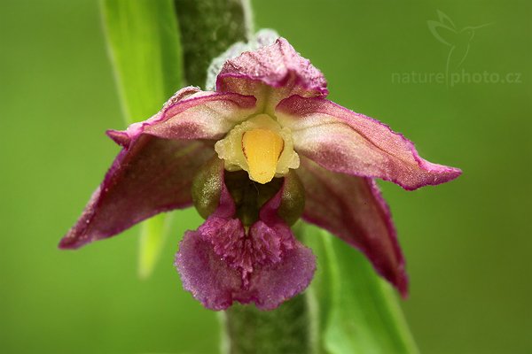 Kruštík tmavočervený (Epipactis atrorubens), Kruštík tmavočervený (Epipactis atrorubens), Dark-red Helleborine, Autor: Ondřej Prosický | NaturePhoto.cz, Model: Canon EOS 5D Mark II, Objektiv: Canon EF 100mm f/2.8 Macro USM, stativ Gitzo, Clona: 16, Doba expozice: 1.6 s, ISO: 200, Kompenzace expozice: 0, Blesk: Ano, Vytvořeno: 24. května 2009 8:02:34, v lese (Slovensko) 
