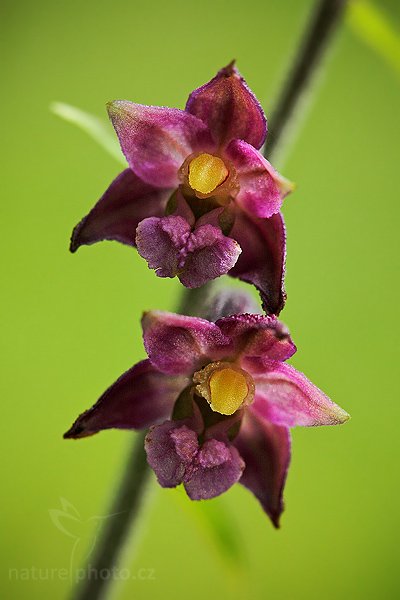 Kruštík tmavočervený (Epipactis atrorubens), Kruštík tmavočervený (Epipactis atrorubens), Dark-red Helleborine, Autor: Ondřej Prosický | NaturePhoto.cz, Model: Canon EOS 5D Mark II, Objektiv: Canon EF 100mm f/2.8 USM, stativ Gitzo, Clona: 5.6, Doba expozice: 1/100 s, ISO: 500, Kompenzace expozice: -1/3, Blesk: Ano, Vytvořeno: 28. června 2009 12:24:33, CHKO České Středohoří (Česko) 