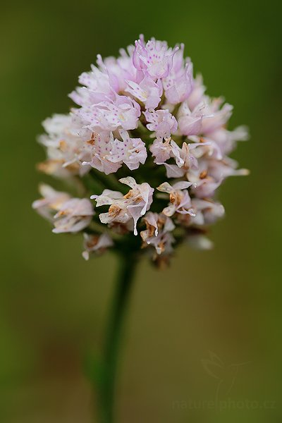 Hlavinka horská (Traunsteinera globosa), Hlavinka horská (Traunsteinera globosa), Autor: Ondřej Prosický | NaturePhoto.cz, Model: Canon EOS 5D Mark II, Objektiv: Canon EF 100mm f/2.8 USM, stativ Gitzo, Clona: 4.0, Doba expozice: 1/200 s, ISO: 400, Kompenzace expozice: -1, Blesk: Ne, Vytvořeno: 21. června 2009 10:28:53, CHKO Bílé Karpaty (Česko)