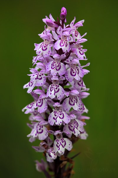 Prstnatec plamatý (Dactylorhiza maculata), Prstnatec plamatý (Dactylorhiza maculata) Heath Spotted Orchid, Autor: Ondřej Prosický | NaturePhoto.cz, Model: Canon EOS 5D Mark II, Objektiv: Canon EF 100mm f/2.8 USM, stativ Gitzo, Clona: 5.6, Doba expozice: 1/125 s, ISO: 500, Kompenzace expozice: -1/3, Blesk: Ne, Vytvořeno: 27. června 2009 18:00:19, Českolipsko (Česko) 