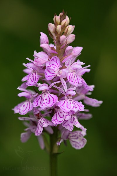 Prstnatec plamatý (Dactylorhiza maculata), Prstnatec plamatý (Dactylorhiza maculata) Heath Spotted Orchid, Autor: Ondřej Prosický | NaturePhoto.cz, Model: Canon EOS 5D Mark II, Objektiv: Canon EF 100mm f/2.8 USM, stativ Gitzo, Clona: 5.0, Doba expozice: 1/60 s, ISO: 800, Kompenzace expozice: +1/3, Blesk: Ano, Vytvořeno: 27. června 2009 17:50:22, Českolipsko (Česko) 