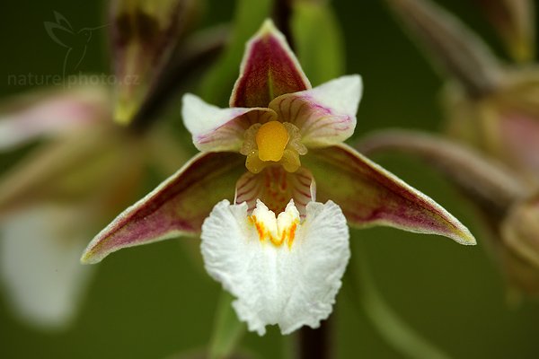 Kruštík bahenní (Epipactis palustris), Kruštík bahenní (Epipactis palustris), Marsh Helleborine, Autor: Ondřej Prosický | NaturePhoto.cz, Model: Canon EOS 5D Mark II, Objektiv: Canon EF 100mm f/2.8 USM, stativ Gitzo, Clona: 8.0, Doba expozice: 1/125 s, ISO: 800, Kompenzace expozice: -1/3, Blesk: Ano, Vytvořeno: 21. června 2009 10:04:29, CHKO Bílé Karpaty (Česko)