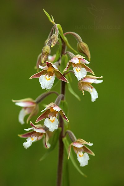 Kruštík bahenní (Epipactis palustris), Kruštík bahenní (Epipactis palustris), Marsh Helleborine, Autor: Ondřej Prosický | NaturePhoto.cz, Model: Canon EOS 5D Mark II, Objektiv: Canon EF 100mm f/2.8 USM, stativ Gitzo, Clona: 5.6, Doba expozice: 1/200 s, ISO: 400, Kompenzace expozice: 0, Blesk: Ano, Vytvořeno: 21. června 2009 9:57:12, u Mělníka (Česko) 