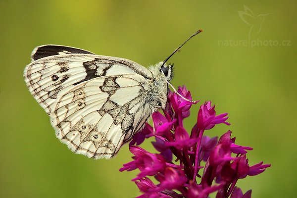 Ruhohlávek jehlancovitý (Anacamptis pyramidalis), Ruhohlávek jehlancovitý (Anacamptis pyramidalis), Pyramidal Orchid,  Autor: Ondřej Prosický | NaturePhoto.cz, Model: Canon EOS 5D Mark II, Objektiv: Canon EF 100mm f/2.8 USM, stativ Gitzo, Clona: 8.0, Doba expozice: 1/200 s, ISO: 320, Kompenzace expozice: -1, Blesk: Ano, Vytvořeno: 21. června 2009 15:52:17, na louce (Slovensko)