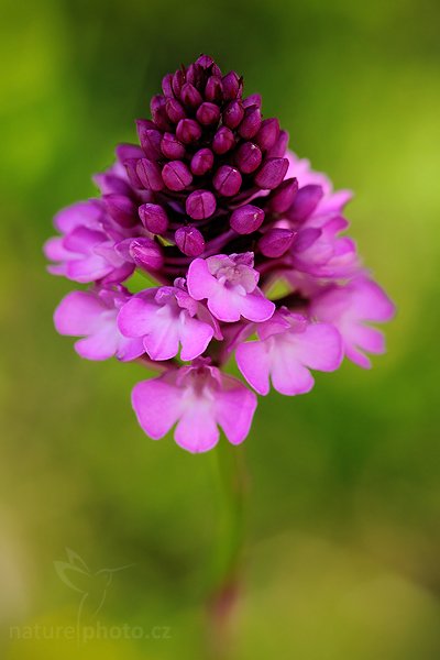 Ruhohlávek jehlancovitý (Anacamptis pyramidalis), Ruhohlávek jehlancovitý (Anacamptis pyramidalis), Pyramidal Orchid, Autor: Ondřej Prosický | NaturePhoto.cz, Model: Canon EOS 5D Mark II, Objektiv: Canon EF 100mm f/2.8 USM, stativ Gitzo, Clona: 5.6, Doba expozice: 1/100 s, ISO: 500, Kompenzace expozice: -2/3, Blesk: Ano, Vytvořeno: 14. června 2009 11:35:32, CHKO Český Kras (Česko) 