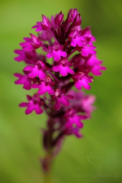 Ruhohlávek jehlancovitý (Anacamptis pyramidalis), Ruhohlávek jehlancovitý (Anacamptis pyramidalis), Pyramidal Orchid, Autor: Ondřej Prosický | NaturePhoto.cz, Model: Canon EOS 5D Mark II, Objektiv: Canon EF 100mm f/2.8 USM, stativ Gitzo, Clona: 6.3, Doba expozice: 1/125 s, ISO: 400, Kompenzace expozice: -2/3, Blesk: Ano, Vytvořeno: 21. června 2009 15:33:34, CHKO Bílé Karpaty (Česko) 