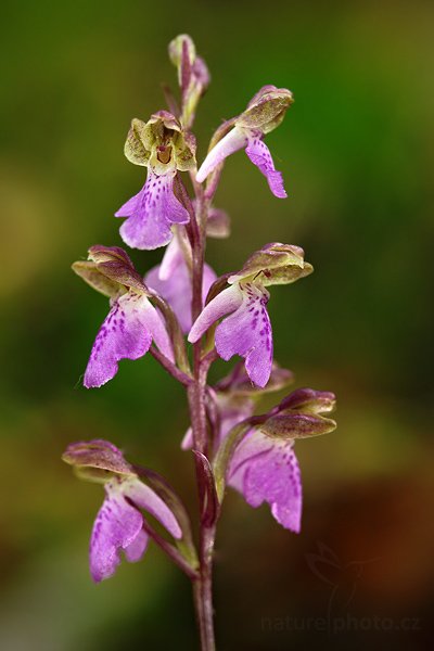 Vstavač Spitzelův (Orchis spitzelii), Vstavač Spitzelův (Orchis spitzelii), Spitzel´s Orchid, Autor: Ondřej Prosický | NaturePhoto.cz, Model: Canon EOS 5D Mark II, Objektiv: Canon EF 100mm f/2.8 USM, stativ Gitzo, Clona: 5.6, Doba expozice: 1/20 s, ISO: 400, Kompenzace expozice: 0, Blesk: Ano, Vytvořeno: 23. května 2009 10:30:07, v lese (Slovensko)