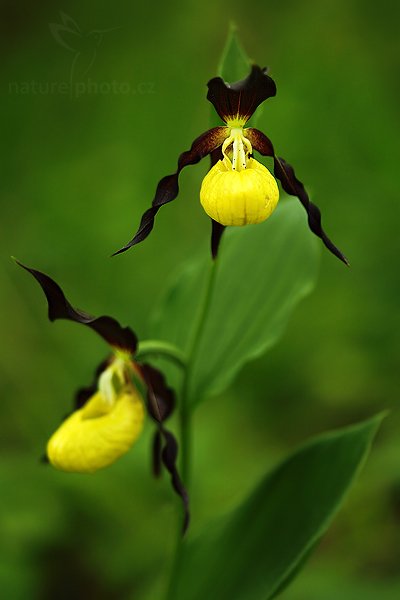 Střevíčník pantoflíček (Cypripedium calceolus), Střevíčník pantoflíček (Cypripedium calceolus), Lady&#039;s Slipper orchid, Autor: Ondřej Prosický | NaturePhoto.cz, Model: Canon EOS 5D Mark II, Objektiv: Canon EF 100mm f/2.8 USM, stativ Gitzo, Clona: 2.8, Doba expozice: 1/200 s, ISO: 200, Kompenzace expozice: -2/3, Blesk: Ne, Vytvořeno: 17. května 2009 15:32:35, CHKO České Středohoří (Česko) 