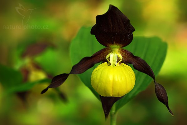 Střevíčník pantoflíček (Cypripedium calceolus), Střevíčník pantoflíček (Cypripedium calceolus), Lady&#039;s Slipper orchid, Autor: Ondřej Prosický | NaturePhoto.cz, Model: Canon EOS 5D Mark II, Objektiv: Canon EF 100mm f/2.8 USM, stativ Gitzo, Clona: 6.3, Doba expozice: 0.4 s, ISO: 250, Kompenzace expozice: +1/3, Blesk: Ne, Vytvořeno: 19. května 2009 18:38:23, CHKO České Středohoří (Česko) 