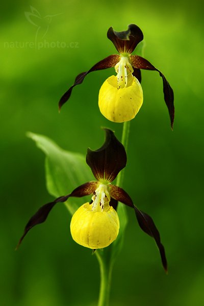 Střevíčník pantoflíček (Cypripedium calceolus), Střevíčník pantoflíček (Cypripedium calceolus), Lady&#039;s Slipper orchid, Autor: Ondřej Prosický | NaturePhoto.cz, Model: Canon EOS 5D Mark II, Objektiv: Canon EF 100mm f/2.8 USM, stativ Gitzo, Clona: 5.0, Doba expozice: 1/20 s, ISO: 250, Kompenzace expozice: -2/3, Blesk: Ne, Vytvořeno: 17. května 2009 16:47:57, CHKO České Středohoří (Česko)