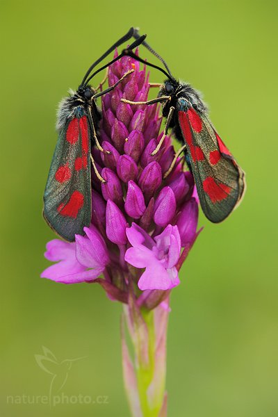 Ruhohlávek jehlancovitý (Anacamptis pyramidalis), Ruhohlávek jehlancovitý (Anacamptis pyramidalis), Pyramidal Orchid, Autor: Ondřej Prosický | NaturePhoto.cz, Model: Canon EOS 5D Mark II, Objektiv: Canon EF 100mm f/2.8 Macro USM, stativ Gitzo 3540LS + RRS BH55, Clona: 7.1, Doba expozice: 1/40 s, ISO: 400, Kompenzace expozice: -1/3, Blesk: Ano, Vytvořeno: 20. června 2009 10:02:07, Český kras (Česko) 