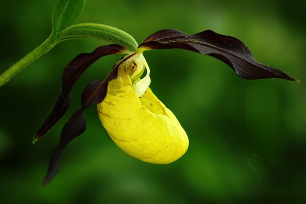 Střevíčník pantoflíček (Cypripedium calceolus), Střevíčník pantoflíček (Cypripedium calceolus), Lady&#039;s Slipper orchid, Autor: Ondřej Prosický | NaturePhoto.cz, Model: Canon EOS 5D Mark II, Objektiv: Canon EF 100mm f/2.8 USM, stativ Gitzo, Clona: 5.6, Doba expozice: 1/60 s, ISO: 400, Kompenzace expozice: -2/3, Blesk: Ano, Vytvořeno: 17. května 2009 15:56:53, CHKO České Středohoří (Česko) 