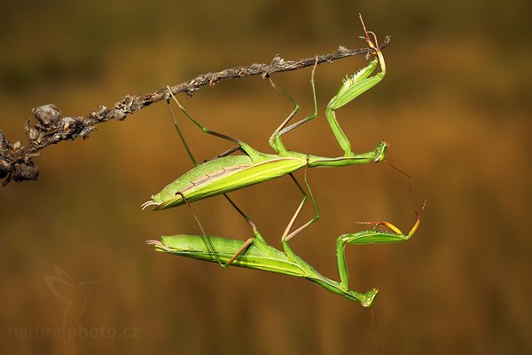 Kudlanka nábožná (Mantis religiosa), Kudlanka nábožná (Mantis religiosa), Mantis, Autor: Ondřej Prosický | NaturePhoto.cz, Model: Canon EOS 5D Mark II, Objektiv: Canon EF 100mm f/2.8 USM, stativ Gitzo, Clona: 14, Doba expozice: 1/160 s, ISO: 400, Kompenzace expozice: -2/3, Blesk: Ano, Vytvořeno: 15. srpna 2009 8:32:30, NPP Váté Písky (Česko)