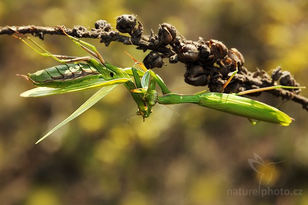 Kudlanka nábožná (Mantis religiosa), Kudlanka nábožná (Mantis religiosa), Mantis, Autor: Ondřej Prosický | NaturePhoto.cz, Model: Canon EOS 5D Mark II, Objektiv: Canon EF 100mm f/2.8 USM, stativ Gitzo, Clona: 11, Doba expozice: 1/80 s, ISO: 400, Kompenzace expozice: -2/3, Blesk: Ano, Vytvořeno: 15. srpna 2009 9:00:33, NPP Váté Písky (Česko) 