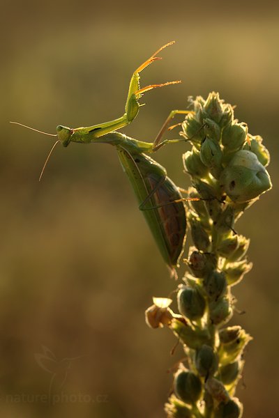 Kudlanka nábožná (Mantis religiosa), Kudlanka nábožná (Mantis religiosa), Mantis, Autor: Ondřej Prosický | NaturePhoto.cz, Model: Canon EOS 5D Mark II, Objektiv: Canon EF 100mm f/2.8 USM, stativ Gitzo, Clona: 9.0, Doba expozice: 1/80 s, ISO: 400, Kompenzace expozice: -1/3, Blesk: Ne, Vytvořeno: 16. srpna 2009 6:47:43, NPP Váté Písky (Česko) 