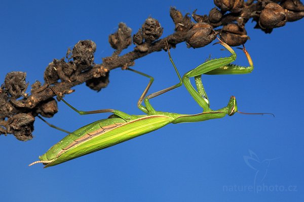 Kudlanka nábožná (Mantis religiosa), Kudlanka nábožná (Mantis religiosa), Mantis, Autor: Ondřej Prosický | NaturePhoto.cz, Model: Canon EOS 5D Mark II, Objektiv: Canon EF 100mm f/2.8 USM, stativ Gitzo, Clona: 7.1, Doba expozice: 1/250 s, ISO: 400, Kompenzace expozice: -2/3, Blesk: Ano, Vytvořeno: 15. srpna 2009 7:52:55, NPP Váté Písky (Česko) 