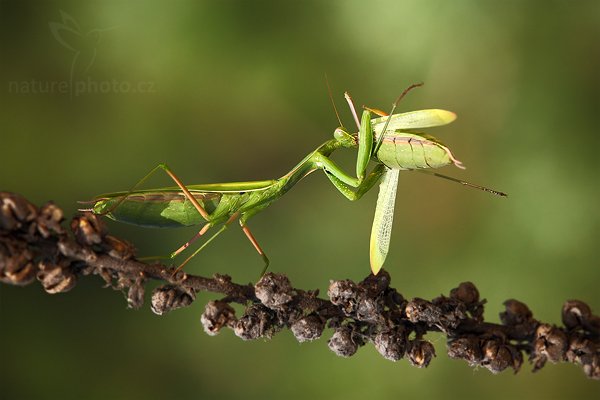 Kudlanka nábožná (Mantis religiosa), Kudlanka nábožná (Mantis religiosa), Mantis, Autor: Ondřej Prosický | NaturePhoto.cz, Model: Canon EOS 5D Mark II, Objektiv: Canon EF 100mm f/2.8 USM, stativ Gitzo, Clona: 10, Doba expozice: 1/400 s, ISO: 320, Kompenzace expozice: -1/3, Blesk: Ano, Vytvořeno: 15. srpna 2009 11:39:31, NPP Váté Písky (Česko) 