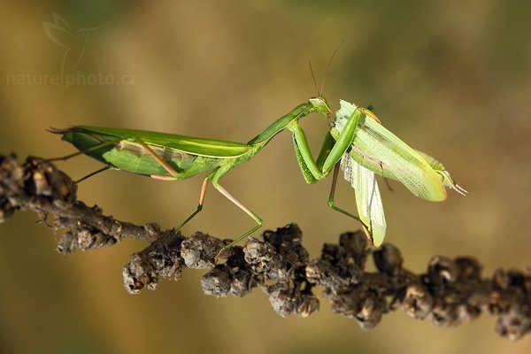 Kudlanka nábožná (Mantis religiosa), Kudlanka nábožná (Mantis religiosa), Mantis, Autor: Ondřej Prosický | NaturePhoto.cz, Model: Canon EOS 5D Mark II, Objektiv: Canon EF 100mm f/2.8 USM, stativ Gitzo, Clona: 10, Doba expozice: 1/160 s, ISO: 320, Kompenzace expozice: -1/3, Blesk: Ano, Vytvořeno: 15. srpna 2009 11:29:59, NPP Váté Písky (Česko) 