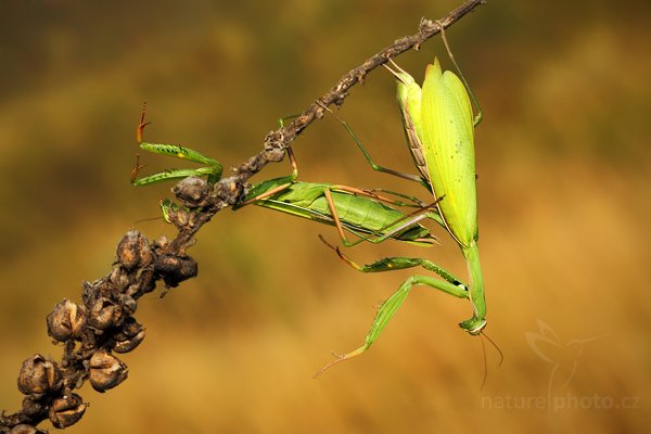 Kudlanka nábožná (Mantis religiosa), Kudlanka nábožná (Mantis religiosa), Mantis, Autor: Ondřej Prosický | NaturePhoto.cz, Model: Canon EOS 5D Mark II, Objektiv: Canon EF 100mm f/2.8 USM, stativ Gitzo, Clona: 14, Doba expozice: 1/160 s, ISO: 500, Kompenzace expozice: 0, Blesk: Ano, Vytvořeno: 15. srpna 2009 8:33:57, NPP Váté Písky (Česko) 