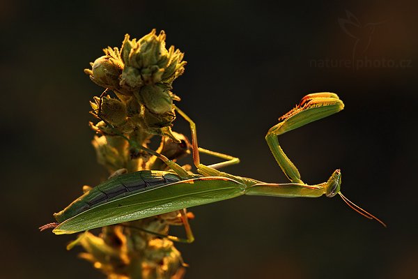 Kudlanka nábožná (Mantis religiosa), Kudlanka nábožná (Mantis religiosa), Mantis, Autor: Ondřej Prosický | NaturePhoto.cz, Model: Canon EOS 5D Mark II, Objektiv: Canon EF 100mm f/2.8 USM, stativ Gitzo, Clona: 6.3, Doba expozice: 1/50 s, ISO: 400, Kompenzace expozice: -2/3, Blesk: Ano, Vytvořeno: 15. srpna 2009 19:32:53, NPP Váté Písky (Česko) 