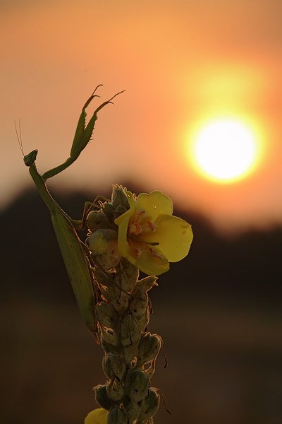 Kudlanka nábožná (Mantis religiosa), Kudlanka nábožná (Mantis religiosa), Mantis, Autor: Ondřej Prosický | NaturePhoto.cz, Model: Canon EOS 5D Mark II, Objektiv: Canon EF 100mm f/2.8 USM, stativ Gitzo, Clona: 9.0, Doba expozice: 1/60 s, ISO: 200, Kompenzace expozice: +1/3, Blesk: Ano, Vytvořeno: 15. srpna 2009 6:16:54, NPP Váté Písky (Česko) 