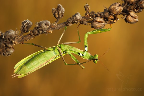 Kudlanka nábožná (Mantis religiosa), Kudlanka nábožná (Mantis religiosa), Mantis, Autor: Ondřej Prosický | NaturePhoto.cz, Model: Canon EOS 5D Mark II, Objektiv: Canon EF 100mm f/2.8 USM, stativ Gitzo, Clona: 8.0, Doba expozice: 1/125 s, ISO: 400, Kompenzace expozice: -1, Blesk: Ano, Vytvořeno: 15. srpna 2009 7:56:24, NPP Váté Písky (Česko) 