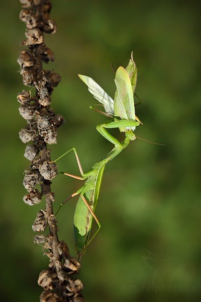 Kudlanka nábožná (Mantis religiosa), Kudlanka nábožná (Mantis religiosa), Mantis, Autor: Ondřej Prosický | NaturePhoto.cz, Model: Canon EOS 5D Mark II, Objektiv: Canon EF 100mm f/2.8 USM, stativ Gitzo, Clona: 10, Doba expozice: 1/40 s, ISO: 100, Kompenzace expozice: -1/3, Blesk: Ano, Vytvořeno: 15. srpna 2009 11:24:02, NPP Váté Písky (Česko) 