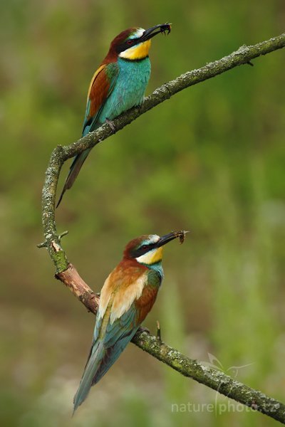 Vlha pestrá (Merops apiaster), Vlha pestrá (Merops apiaster), European Bee-eater, Autor: Ondřej Prosický | NaturePhoto.cz, Model: Canon EOS-1D Mark III, Objektiv: Canon EF 500mm f/4 L IS USM, Ohnisková vzdálenost (EQ35mm): 650 mm, stativ Gitzo, Clona: 16, Doba expozice: 1/250 s, ISO: 640, Kompenzace expozice: -2/3, Blesk: Ne, Vytvořeno: 11. července 2009 13:29:41, Púchov (Slovensko) 