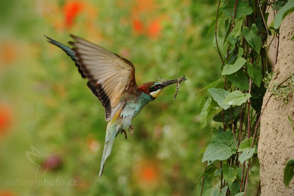 Vlha pestrá (Merops apiaster), Vlha pestrá (Merops apiaster), European Bee-eater, Autor: Ondřej Prosický | NaturePhoto.cz, Model: Canon EOS-1D Mark III, Objektiv: Canon EF 500mm f/4 L IS USM, Ohnisková vzdálenost (EQ35mm): 650 mm, stativ Gitzo, Clona: 7.1, Doba expozice: 1/1000 s, ISO: 500, Kompenzace expozice: -1/3, Blesk: Ne, Vytvořeno: 11. července 2009 14:58:10, Púchov (Slovensko) 