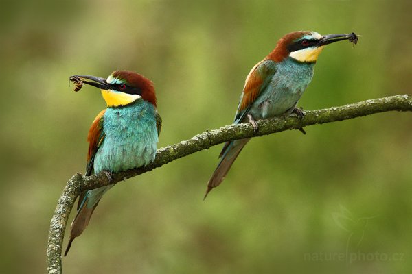 Vlha pestrá (Merops apiaster), Vlha pestrá (Merops apiaster), European Bee-eater, Autor: Ondřej Prosický | NaturePhoto.cz, Model: Canon EOS-1D Mark III, Objektiv: Canon EF 500mm f/4 L IS USM, Ohnisková vzdálenost (EQ35mm): 650 mm, stativ Gitzo, Clona: 11, Doba expozice: 1/400 s, ISO: 800, Kompenzace expozice: -2/3, Blesk: Ne, Vytvořeno: 11. července 2009 14:36:51, Púchov (Slovensko) 