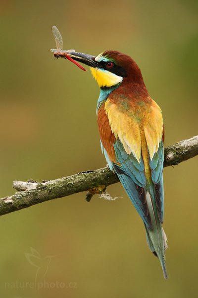 Vlha pestrá (Merops apiaster), Vlha pestrá (Merops apiaster), European Bee-eater, Autor: Ondřej Prosický | NaturePhoto.cz, Model: Canon EOS-1D Mark III, Objektiv: Canon EF 500mm f/4 L IS USM, Ohnisková vzdálenost (EQ35mm): 650 mm, stativ Gitzo, Clona: 8.0, Doba expozice: 1/500 s, ISO: 400, Kompenzace expozice: -1/3, Blesk: Ne, Vytvořeno: 11. července 2009 14:47:54, Púchov (Slovensko) 