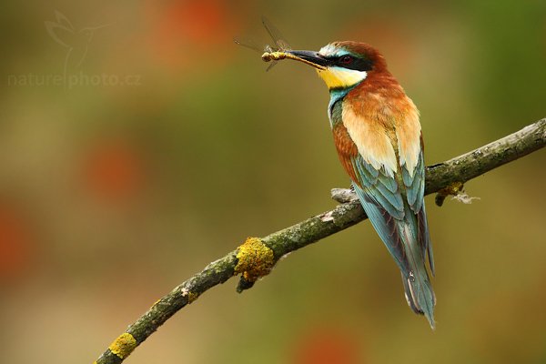 Vlha pestrá (Merops apiaster), Vlha pestrá (Merops apiaster), European Bee-eater, Autor: Ondřej Prosický | NaturePhoto.cz, Model: Canon EOS-1D Mark III, Objektiv: Canon EF 500mm f/4 L IS USM, Ohnisková vzdálenost (EQ35mm): 650 mm, stativ Gitzo, Clona: 8.0, Doba expozice: 1/500 s, ISO: 400, Kompenzace expozice: -1/3, Blesk: Ne, Vytvořeno: 11. července 2009 14:47:54, Púchov (Slovensko) 