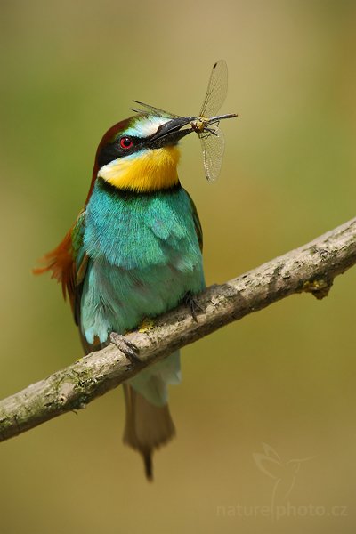 Vlha pestrá (Merops apiaster), Vlha pestrá (Merops apiaster), European Bee-eater, Autor: Ondřej Prosický | NaturePhoto.cz, Model: Canon EOS-1D Mark III, Objektiv: Canon EF 500mm f/4 L IS USM, Ohnisková vzdálenost (EQ35mm): 910 mm, stativ Gitzo, Clona: 10, Doba expozice: 1/320 s, ISO: 160, Kompenzace expozice: -1/3, Blesk: Ne, Vytvořeno: 11. července 2009 15:13:38, Púchov (Slovensko) 